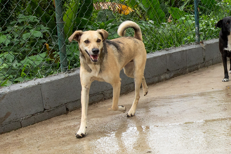 USB Animal de Santana de Parnaíba dispõe de mais de 100 pets para adoção