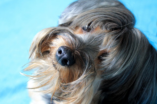 1º cruzeiro exclusivo para turistas com cães partirá dos EUA