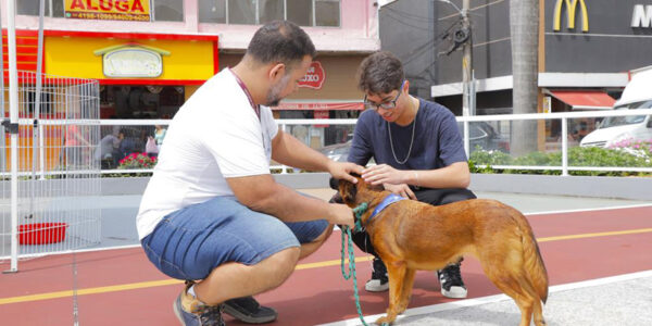 Feiras de adoção de pets e vacinação contra raiva em Barueri: confira a programação de dezembro