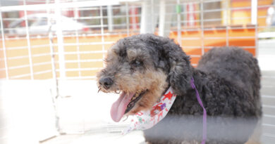 Feiras de adoção de pets começam dia 8 em Barueri