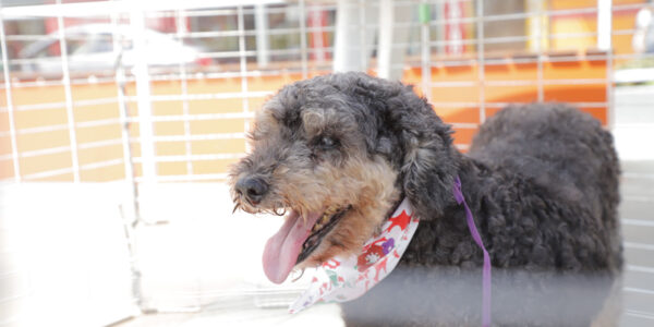 Feiras de adoção de pets começam dia 8 em Barueri