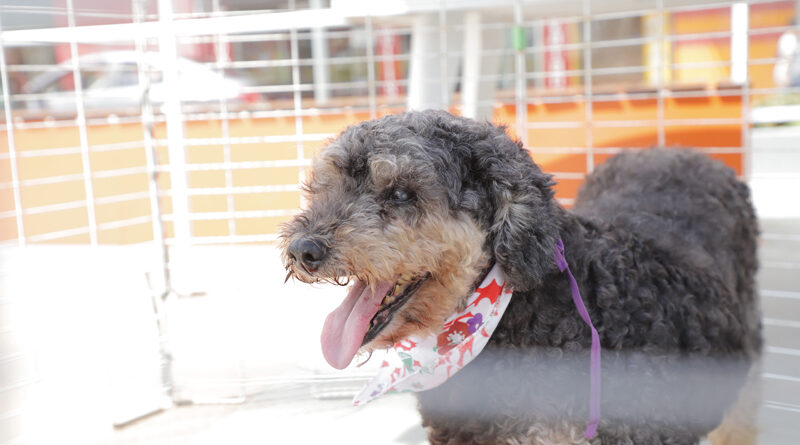 Feiras de adoção de pets começam dia 8 em Barueri