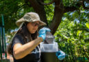 Combate à dengue: Santana de Parnaíba instala armadilhas inteligentes