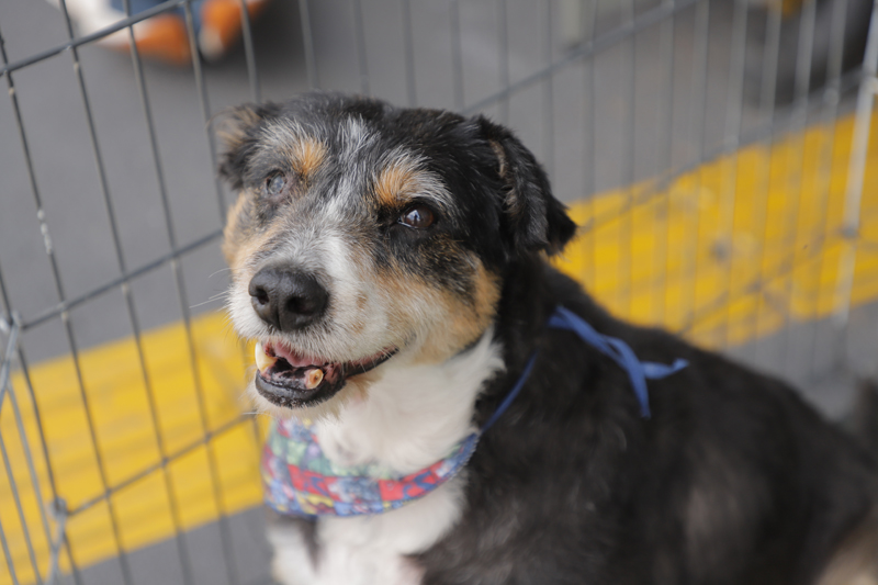 Feiras de adoção de pets em Barueri: programação de março