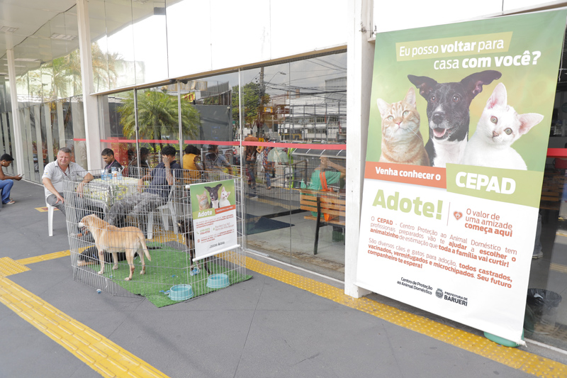 Feiras de adoção de pets em Barueri: programação de março