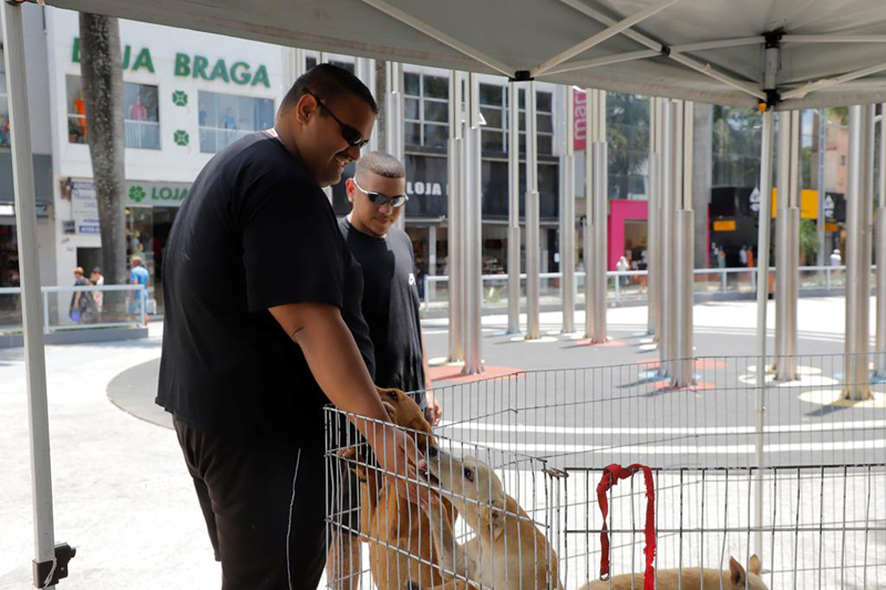 Feira de adoção de pets de Barueri: veja a programação de fevereiro