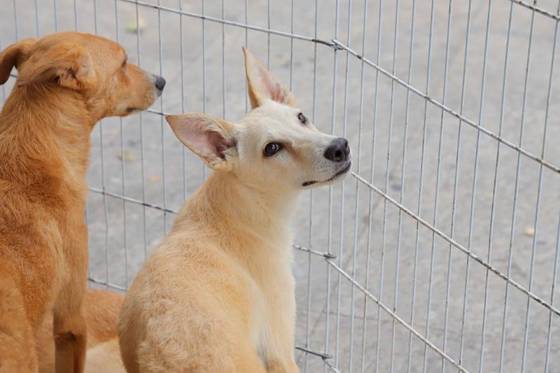 Feira de adoção de pets de Barueri: veja a programação de fevereiro