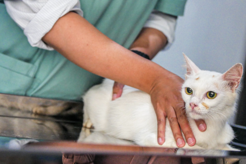 Picadas de animais peçonhentos em pets: o que fazer