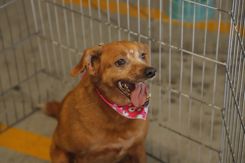 Feiras de adoção de pets começam neste feriado de 1º de maio