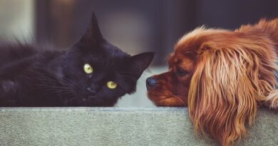 SinPatinhas: conheça o “RG Animal” criado pelo Governo Federal