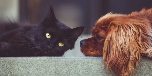 SinPatinhas: conheça o “RG Animal” criado pelo Governo Federal