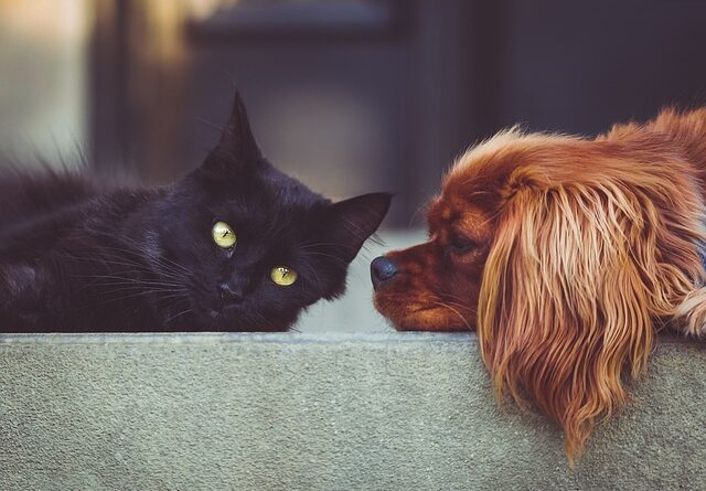 SinPatinhas: conheça o “RG Animal” criado pelo Governo Federal