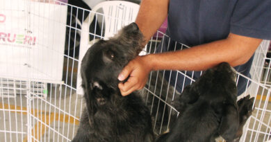 Barueri promove Feiras de Adoção de Pets em junho