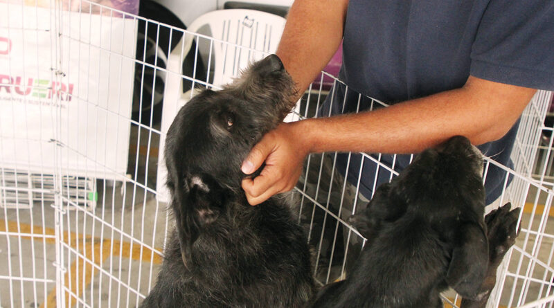 Barueri promove Feiras de Adoção de Pets em junho
