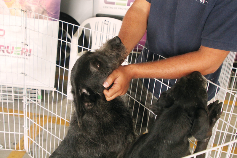 Barueri promove Feiras de Adoção de Pets em junho