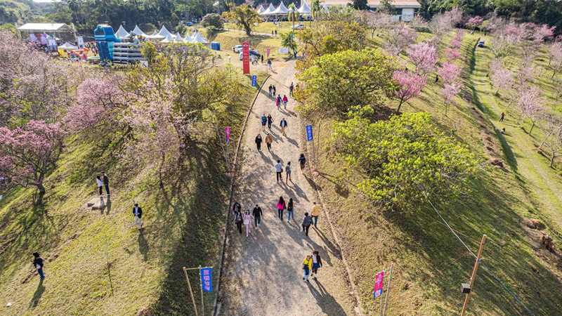 Festival das Cerejeiras Bunkyos começa dia 5, em São Roque