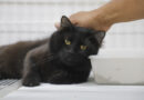 Esporotricose: conheça a doença pode atingir pets e humanos
