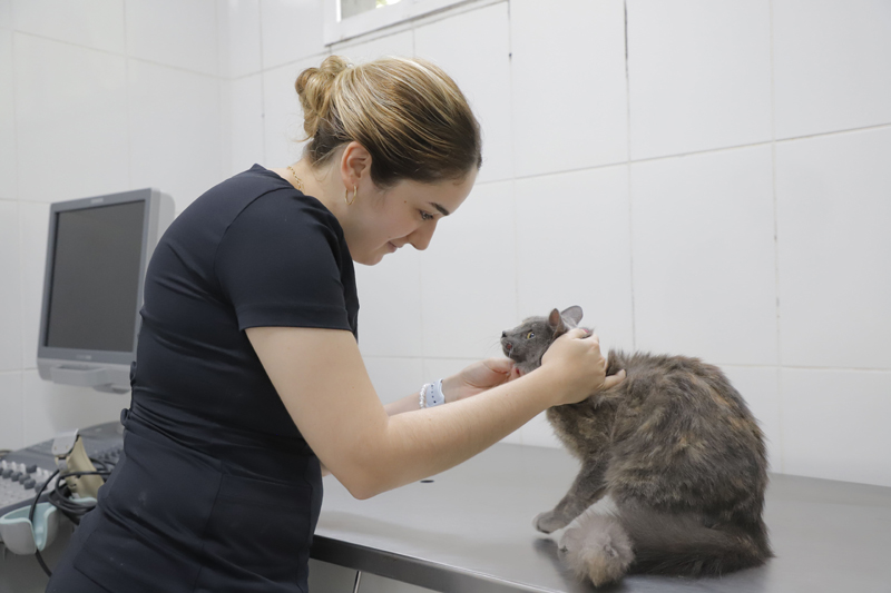 Esporotricose: conheça a doença pode atingir pets e humanos