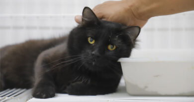 Esporotricose: conheça a doença pode atingir pets e humanos