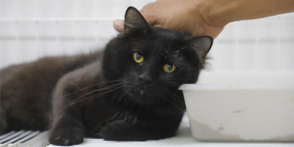 Esporotricose: conheça a doença pode atingir pets e humanos
