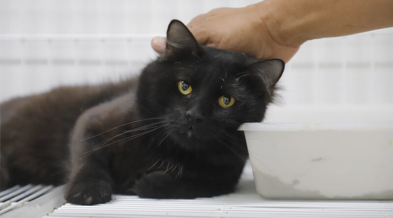 Esporotricose: conheça a doença pode atingir pets e humanos