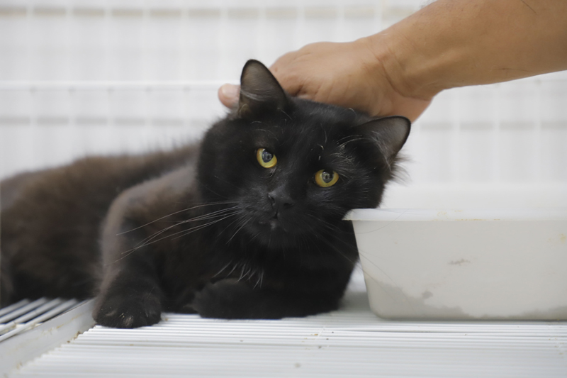 Esporotricose: conheça a doença pode atingir pets e humanos