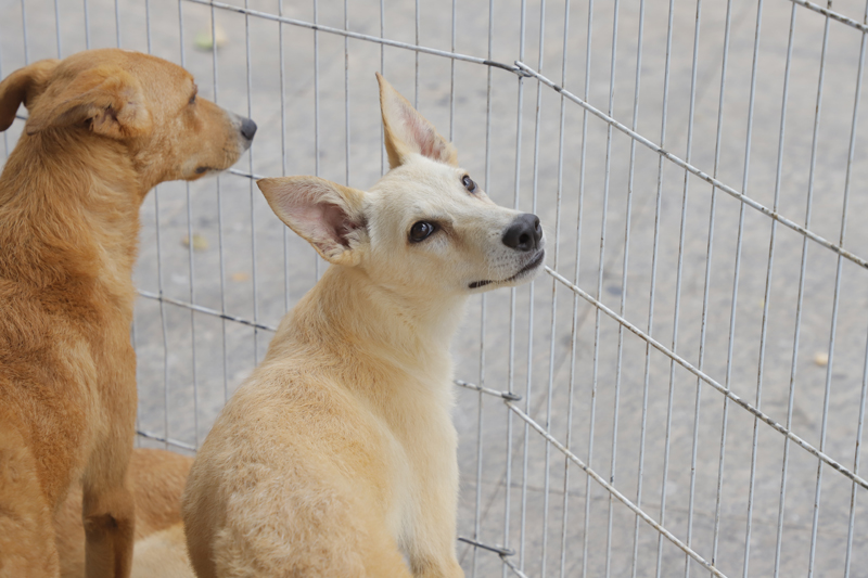 Começam as feiras de adoção de pets de julho em Barueri