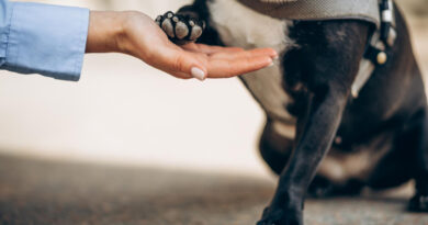 Cãodeirante promove adoção de pets com deficiência em Alphaville