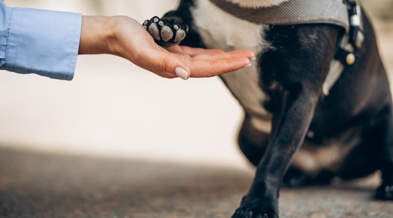 Cãodeirante promove adoção de pets com deficiência em Alphaville