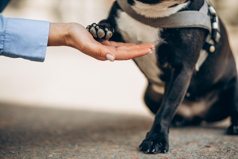 Cãodeirante promove adoção de pets com deficiência em Alphaville