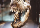 SP Jurássico: 10 cidades para visitar museus paleontológicos