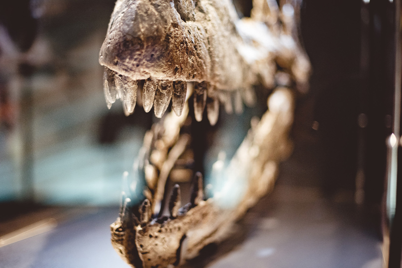 SP Jurássico: 10 cidades para visitar museus paleontológicos