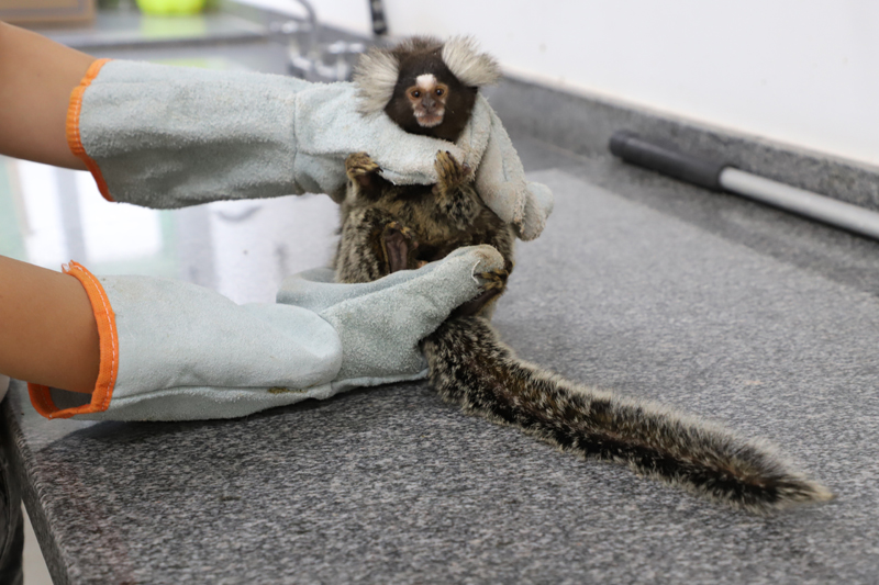 Animais silvestres: como agir caso encontre um deles em Barueri