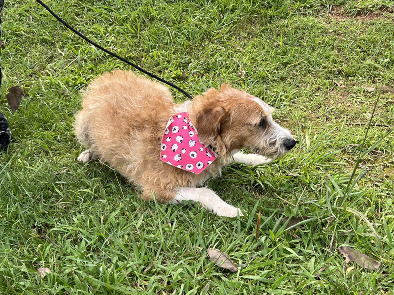 Cepad incentiva adoção de cães idosos e especiais