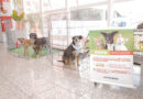 Feiras de adoção de pets de agosto começam nesta sexta-feira, 1º