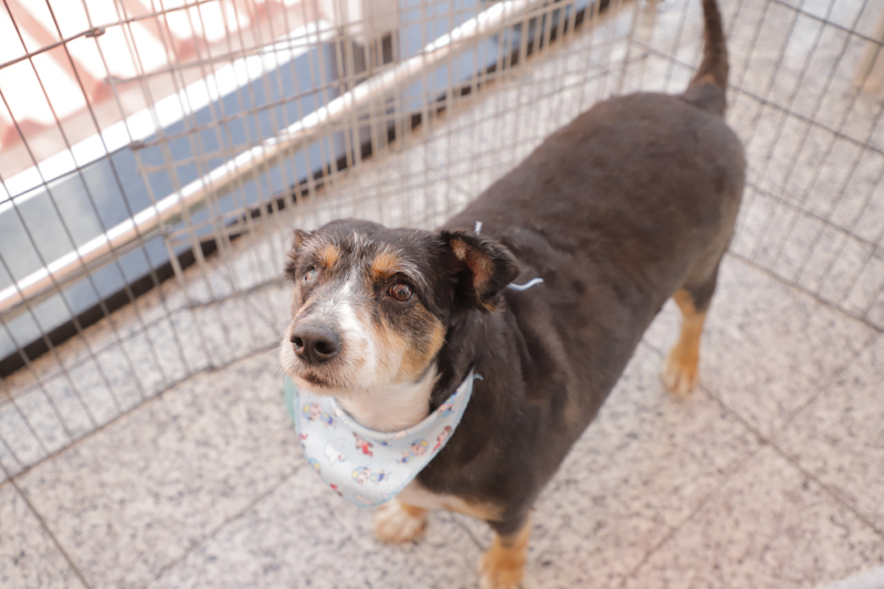Feiras de adoção de pets de agosto começam nesta sexta-feira, 1º