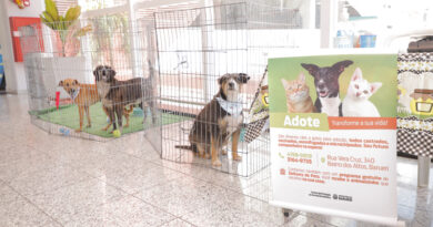 Feiras de adoção de pets de agosto começam nesta sexta-feira, 1º