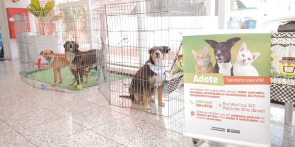 Feiras de adoção de pets de agosto começam nesta sexta-feira, 1º