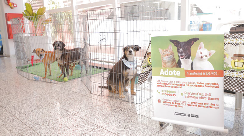 Feiras de adoção de pets de agosto começam nesta sexta-feira, 1º