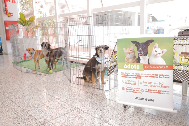 Feiras de adoção de pets de agosto começam nesta sexta-feira, 1º