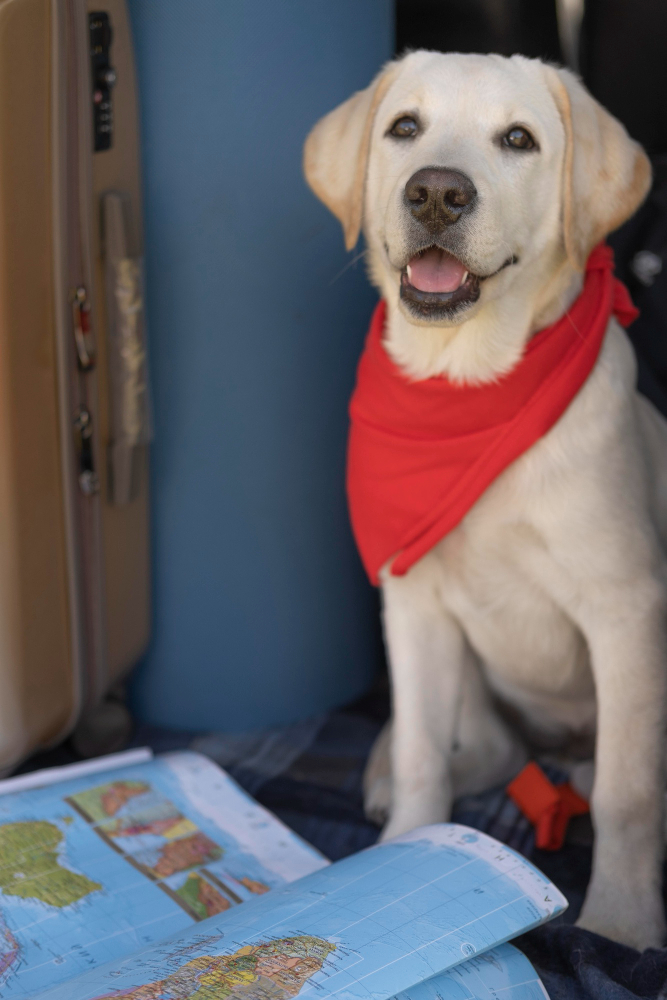 Vai viajar de avião com animais? Veja as novas normas da Anac