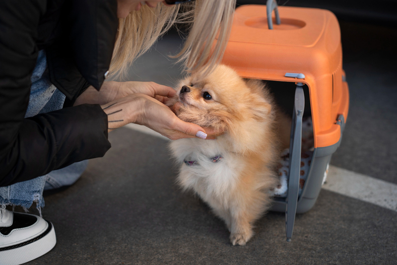 Vai viajar de avião com animais? Veja as novas normas da Anac