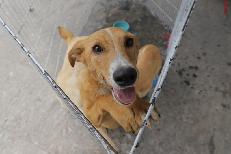Feiras de adoção de pets: programação de outubro