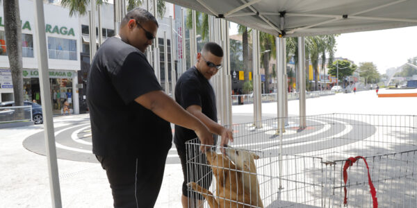 Feiras de adoção de pets: programação de outubro