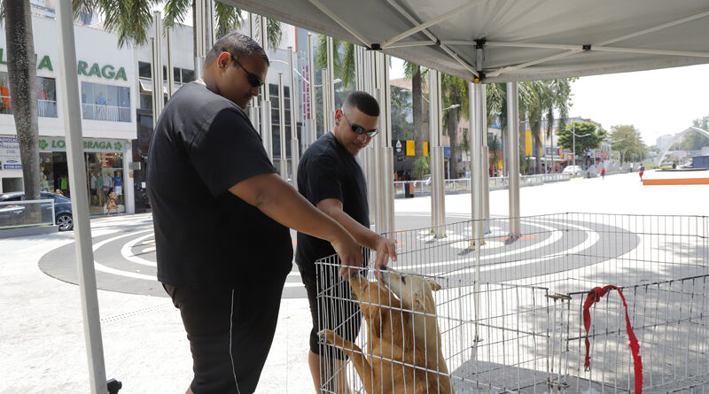 Feiras de adoção de pets: programação de outubro