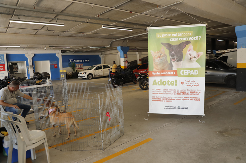 Feiras de adoção de pets de novembro começam neste sábado, 1º