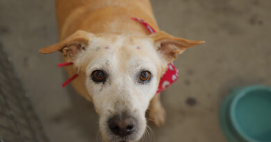 Feiras de adoção de pets de novembro começam neste sábado, 1º