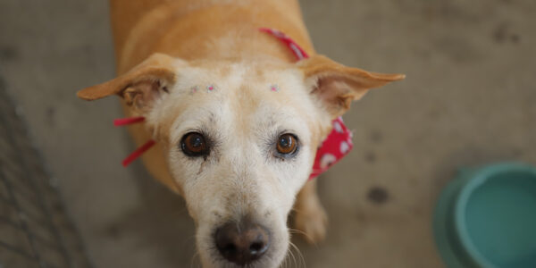 Feiras de adoção de pets de novembro começam neste sábado, 1º