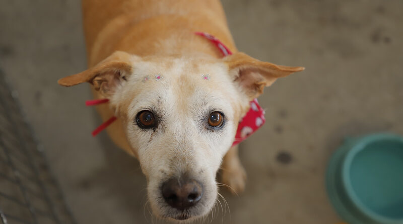 Feiras de adoção de pets de novembro começam neste sábado, 1º