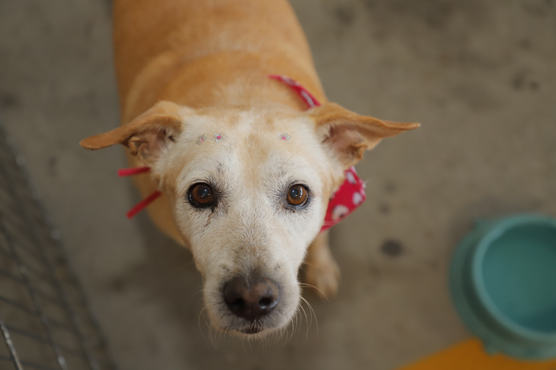 Feiras de adoção de pets de novembro começam neste sábado, 1º
